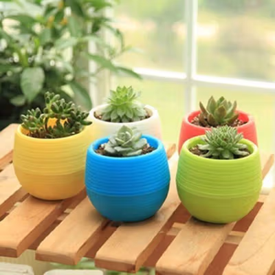Mini Pot Bunga Hias Kaktus Tanaman 5 PCS - MC50 - Multi-Color