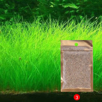 TaffHOME Bibit Rumput Air Dekorasi Aquarium Landscape Ornament 10g Big Fescue - H0027 - No Color