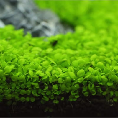 TaffHOME Bibit Rumput Air Dekorasi Aquarium Landscape Ornament - H0027 - No Color — gambar 2