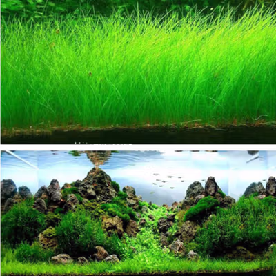 TaffHOME Bibit Rumput Air Dekorasi Aquarium Landscape Ornament 10g Big Fescue - H0027 - No Color — gambar 2