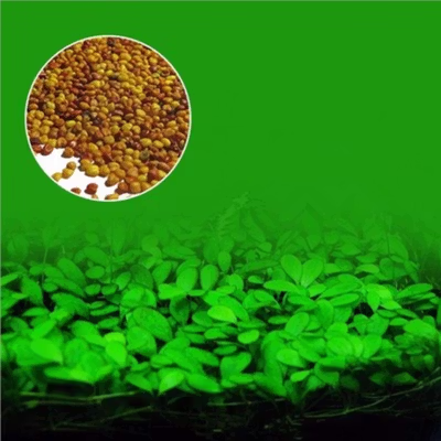 TaffHOME Bibit Rumput Air Dekorasi Aquarium Landscape Ornament - H0027 - No Color — gambar 3