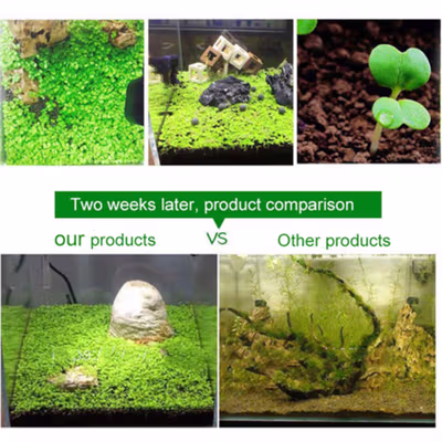 TaffHOME Bibit Rumput Air Dekorasi Aquarium Landscape Ornament 10g Big Fescue - H0027 - No Color — gambar 3