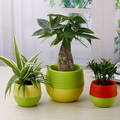 Mini Pot Bunga Hias Kaktus Tanaman 5 PCS - MC50 - Multi-Color — gambar 4