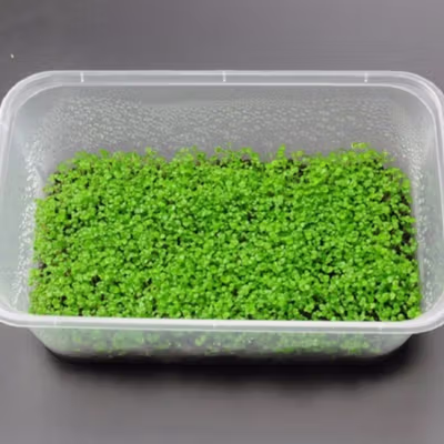TaffHOME Bibit Rumput Air Dekorasi Aquarium Landscape Ornament - H0027 - No Color — gambar 4