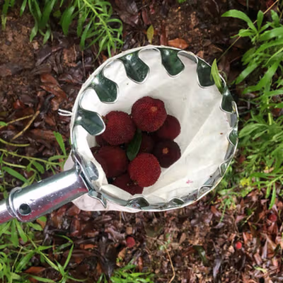 TaffHOME Jaring Net Pemetik Buah Fruit Picker Collection Head 14cm - HM16 - Silver — gambar 4