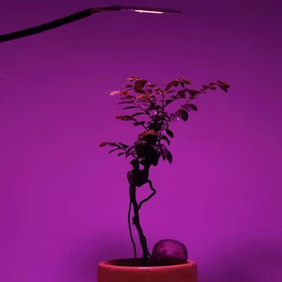 TaffLED Chip LED COB Lampu Tanaman Grow Light 1400K 50W 220V - COB4060-AC220-50 - White — gambar 4