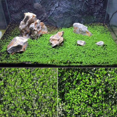 TaffHOME Bibit Rumput Air Dekorasi Aquarium Landscape Ornament 10g Big Fescue - H0027 - No Color — gambar 4