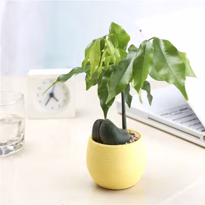 Mini Pot Bunga Hias Kaktus Tanaman 5 PCS - MC50 - Multi-Color — gambar 5