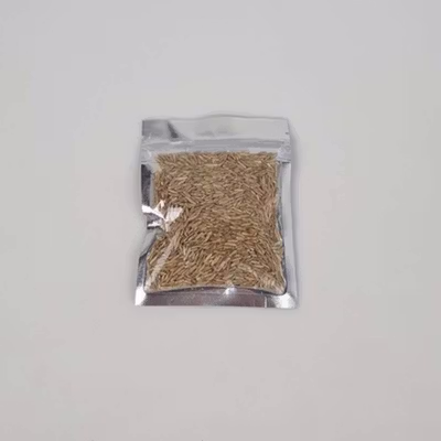 TaffHOME Bibit Rumput Air Dekorasi Aquarium Landscape Ornament 10g Big Fescue - H0027 - No Color — gambar 5